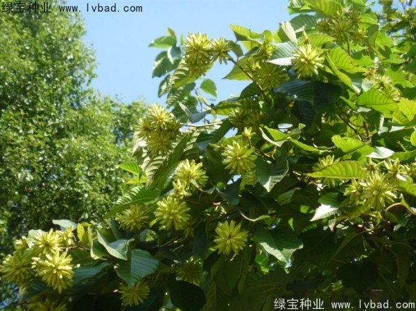 <a href='http://njszjj.com/linmuzhongzi/2250.html' target='_blank'>喜樹(shù)種子</a>