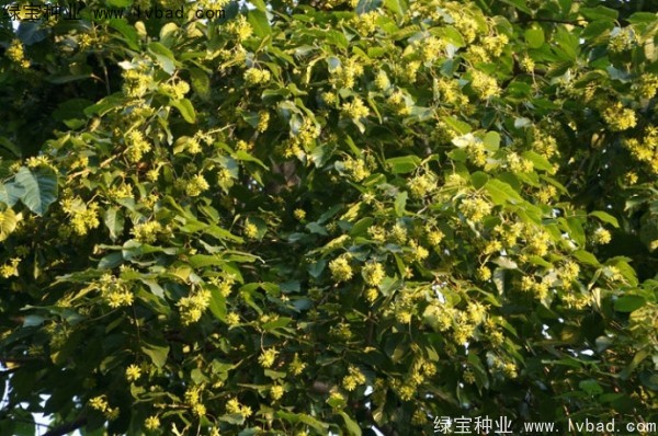 喜樹(shù)<a href='http://njszjj.com/' target='_blank'>種子</a>