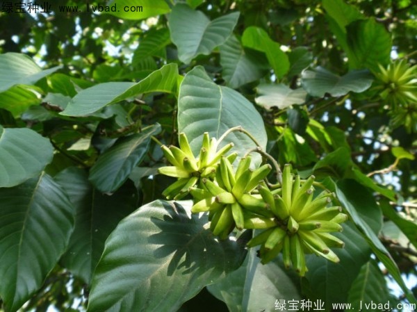 <a href='http://njszjj.com/linmuzhongzi/2250.html' target='_blank'>喜樹(shù)種子</a>