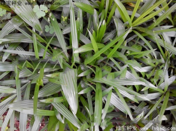 <a href='http://njszjj.com/linmuzhongzi/2251.html' target='_blank'>棕竹種子</a>