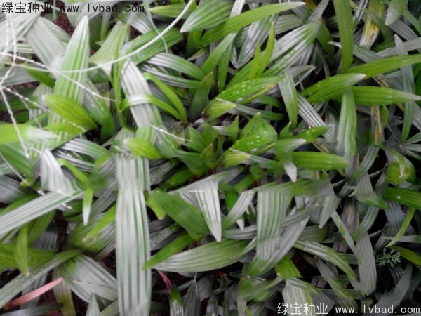 棕竹<a href='http://njszjj.com/' target='_blank'>種子</a>