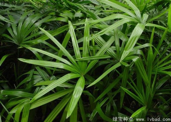 <a href='http://njszjj.com/linmuzhongzi/2251.html' target='_blank'>棕竹種子</a>