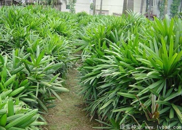 棕竹<a href='http://njszjj.com/' target='_blank'>種子</a>