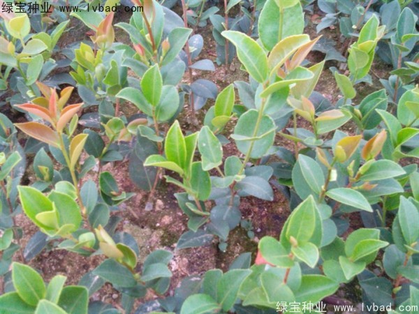 <a href='http://njszjj.com/linmuzhongzi/2252.html' target='_blank'>油茶種子</a>