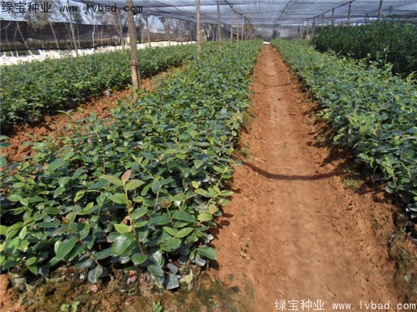 <a href='http://njszjj.com/linmuzhongzi/2252.html' target='_blank'>油茶</a><a href='http://njszjj.com/' target='_blank'>種子</a>