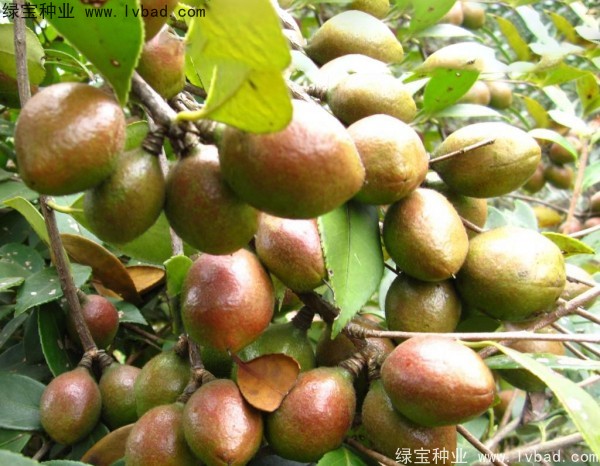 油茶<a href='http://njszjj.com/' target='_blank'>種子</a>