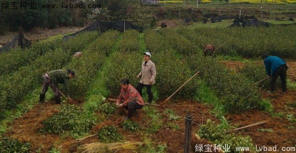 <a href='http://njszjj.com/linmuzhongzi/2252.html' target='_blank'>油茶種子</a>
