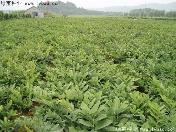 玉竹<a href='http://njszjj.com/' target='_blank'>種子</a>