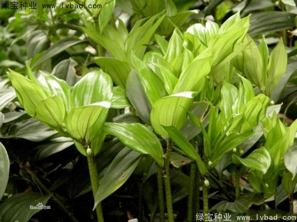 <a href='http://njszjj.com/linmuzhongzi/2254.html' target='_blank'>玉竹種子</a>