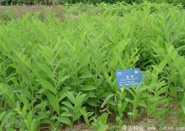 <a href='http://njszjj.com/linmuzhongzi/2254.html' target='_blank'>玉竹種子</a>