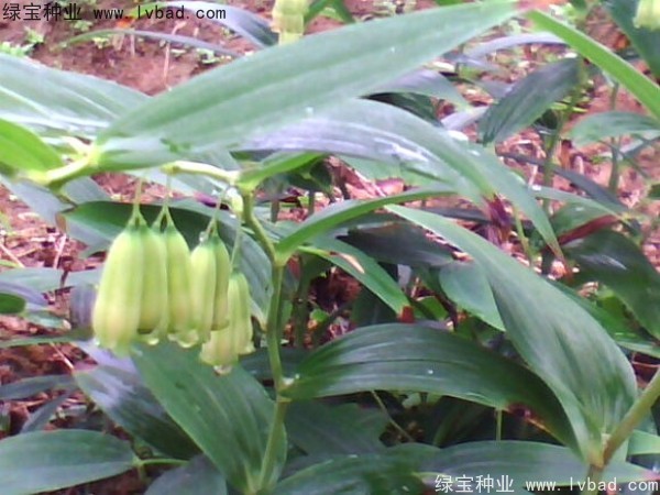 <a href='http://njszjj.com/linmuzhongzi/2254.html' target='_blank'>玉竹種子</a>