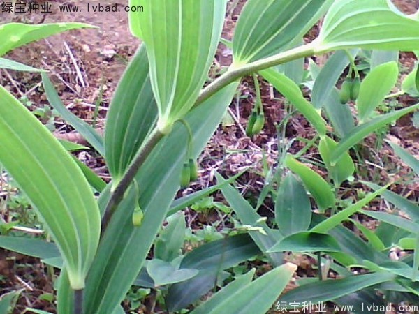 玉竹<a href='http://njszjj.com/' target='_blank'>種子</a>
