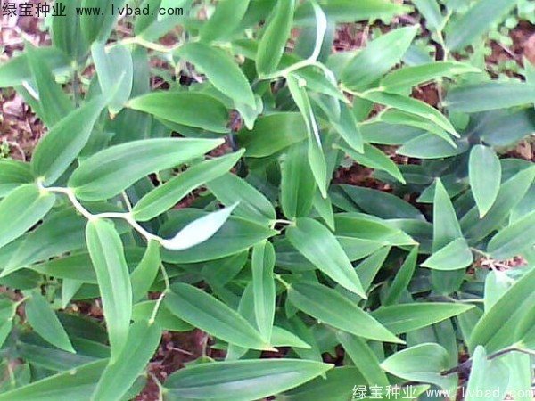 玉竹<a href='http://njszjj.com/' target='_blank'>種子</a>