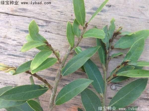 <a href='http://njszjj.com/linmuzhongzi/2255.html' target='_blank'>蚊母種子</a>