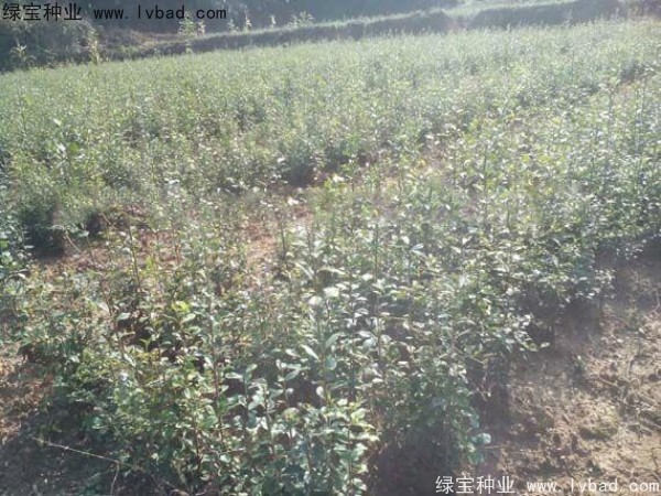 <a href='http://njszjj.com/linmuzhongzi/2257.html' target='_blank'>金彈子種子</a>