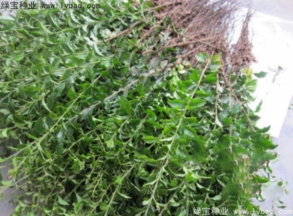 <a href='http://njszjj.com/linmuzhongzi/2257.html' target='_blank'>金彈子種子</a>