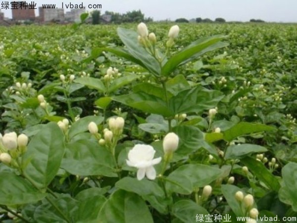 <a href='http://njszjj.com/linmuzhongzi/2258.html' target='_blank'>茉莉花種子</a>