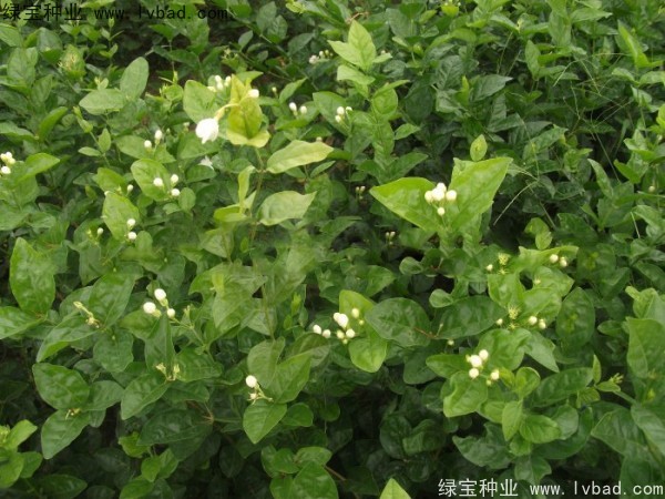 <a href='http://njszjj.com/linmuzhongzi/2258.html' target='_blank'>茉莉花種子</a>