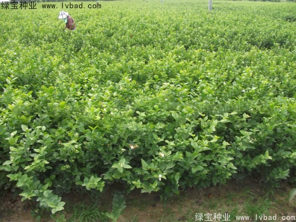 茉莉花<a href='http://njszjj.com/' target='_blank'>種子</a>