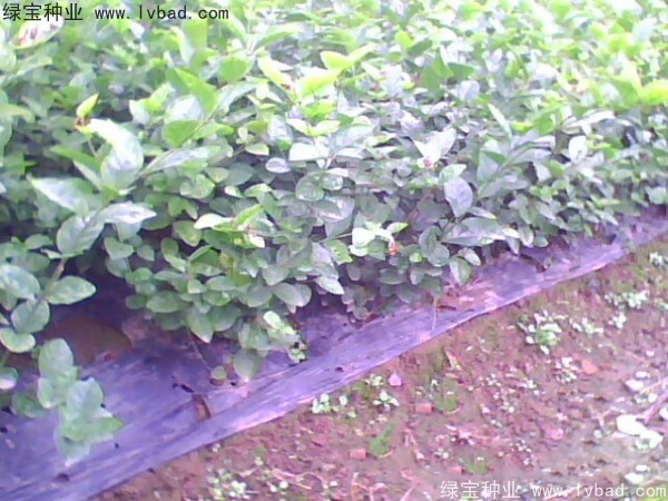 茉莉花<a href='http://njszjj.com/' target='_blank'>種子</a>