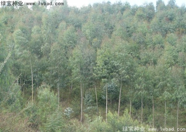 <a href='http://njszjj.com/linmuzhongzi/2259.html' target='_blank'>桉樹種子</a>
