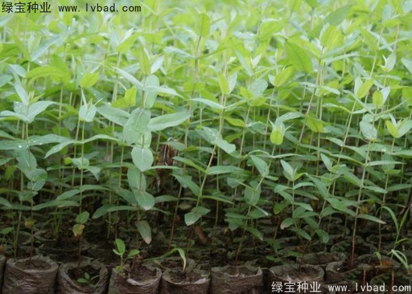 桉樹<a href='http://njszjj.com/' target='_blank'>種子</a>