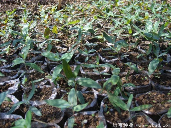 <a href='http://njszjj.com/linmuzhongzi/2259.html' target='_blank'>桉樹</a><a href='http://njszjj.com/' target='_blank'>種子</a>