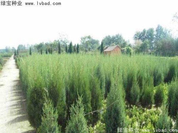 柏木<a href='http://njszjj.com/' target='_blank'>種子</a>