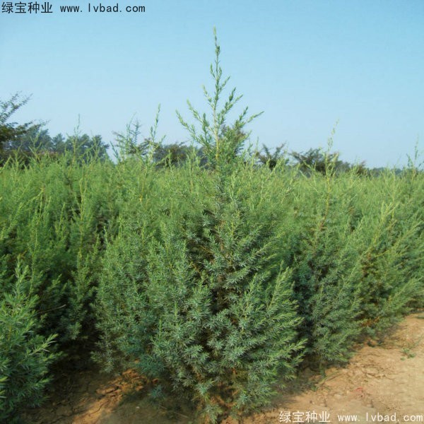 <a href='http://njszjj.com/linmuzhongzi/2260.html' target='_blank'>柏木種子</a>