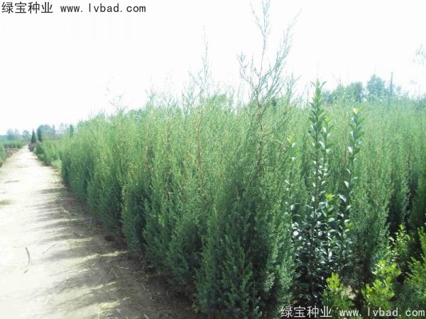 <a href='http://njszjj.com/linmuzhongzi/2260.html' target='_blank'>柏木種子</a>