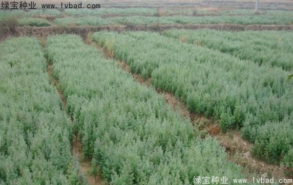 <a href='http://njszjj.com/linmuzhongzi/2260.html' target='_blank'>柏木種子</a>