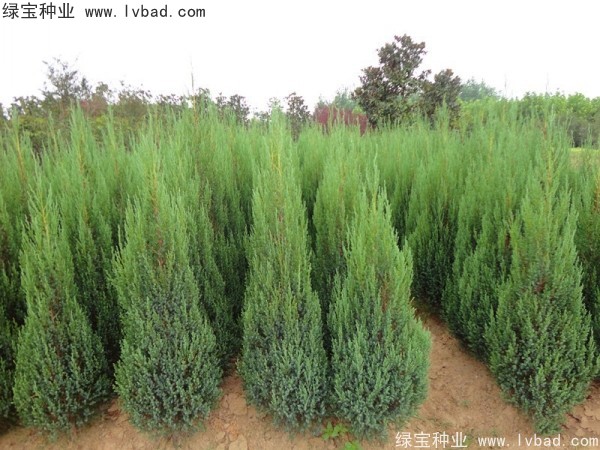 柏木<a href='http://njszjj.com/' target='_blank'>種子</a>