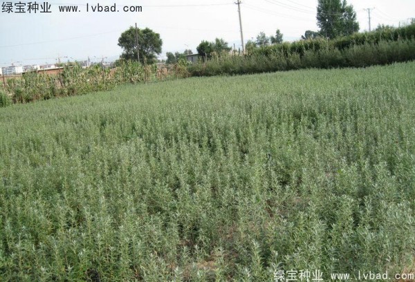 刺柳<a href='http://njszjj.com/' target='_blank'>種子</a>