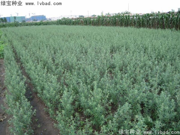 <a href='http://njszjj.com/linmuzhongzi/2261.html' target='_blank'>刺柳種子</a>