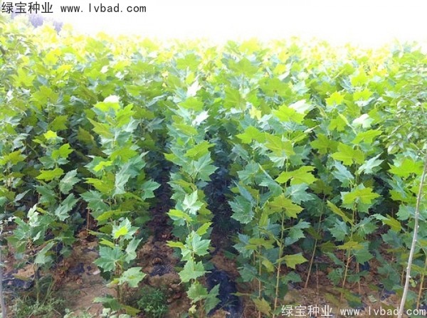 <a href='http://njszjj.com/linmuzhongzi/2262.html' target='_blank'>法桐種子</a>