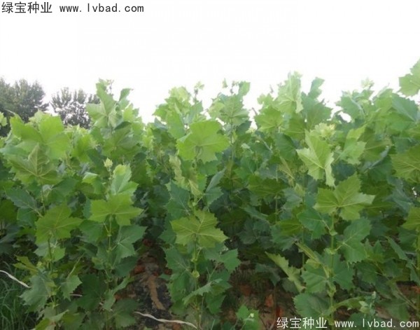 <a href='http://njszjj.com/linmuzhongzi/2262.html' target='_blank'>法桐種子</a>