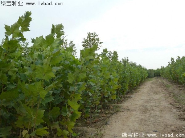 法桐<a href='http://njszjj.com/' target='_blank'>種子</a>