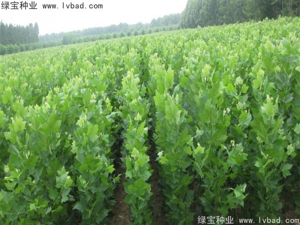 <a href='http://njszjj.com/linmuzhongzi/2262.html' target='_blank'>法桐種子</a>