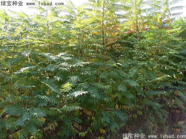 <a href='http://njszjj.com/linmuzhongzi/2263.html' target='_blank'>火炬種子</a>