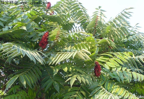<a href='http://njszjj.com/linmuzhongzi/2263.html' target='_blank'>火炬</a><a href='http://njszjj.com/' target='_blank'>種子</a>