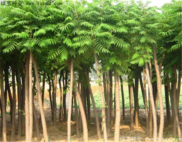 <a href='http://njszjj.com/linmuzhongzi/2263.html' target='_blank'>火炬種子</a>