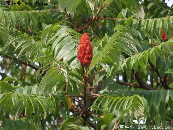 火炬<a href='http://njszjj.com/' target='_blank'>種子</a>