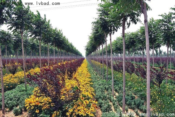 <a href='http://njszjj.com/linmuzhongzi/2263.html' target='_blank'>火炬種子</a>