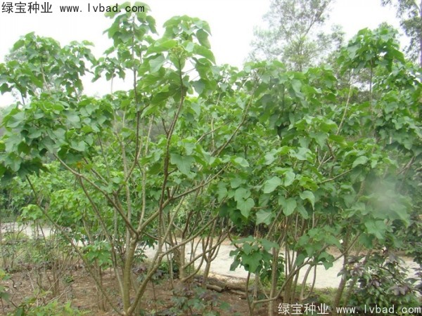 <a href='http://njszjj.com/linmuzhongzi/2264.html' target='_blank'>麻瘋樹種子</a>