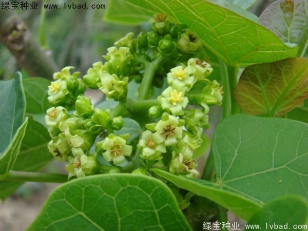 麻瘋樹<a href='http://njszjj.com/' target='_blank'>種子</a>