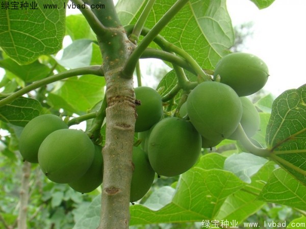 <a href='http://njszjj.com/linmuzhongzi/2264.html' target='_blank'>麻瘋樹種子</a>