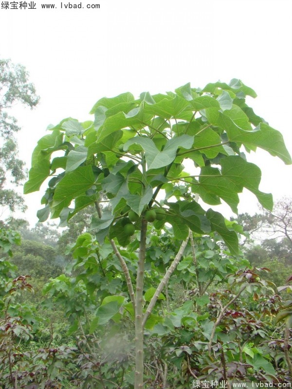 <a href='http://njszjj.com/linmuzhongzi/2264.html' target='_blank'>麻瘋樹種子</a>
