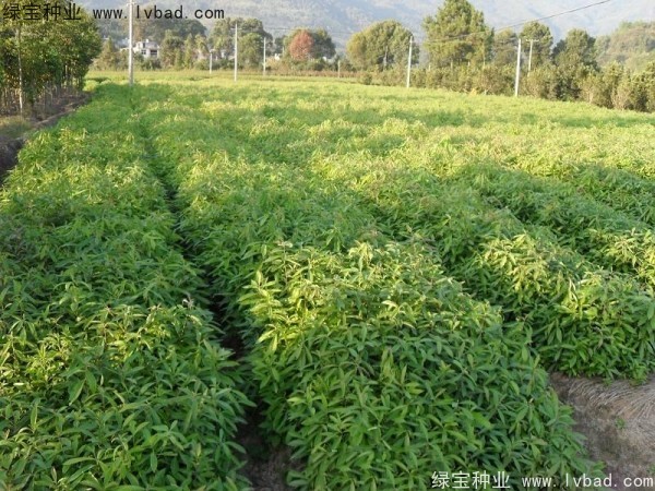<a href='http://njszjj.com/linmuzhongzi/2265.html' target='_blank'>木荷</a><a href='http://njszjj.com/' target='_blank'>種子</a>