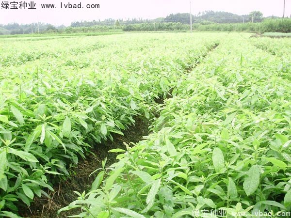 <a href='http://njszjj.com/linmuzhongzi/2265.html' target='_blank'>木荷種子</a>