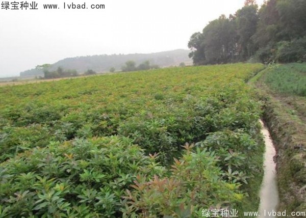 <a href='http://njszjj.com/linmuzhongzi/2265.html' target='_blank'>木荷種子</a>